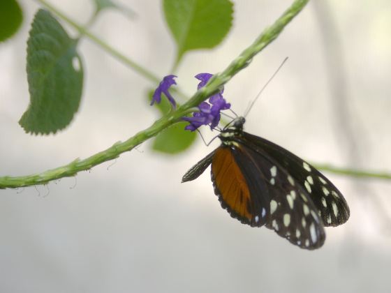 Habitat Butterflies Conservation Center