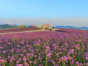 Huaxi GaoPo Cloud Top Flower Sea