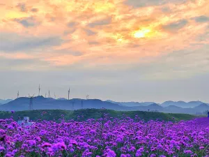 화시 고포 운정 꽃바다