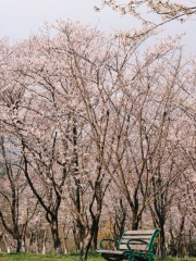 완위산 벚꽃 숲