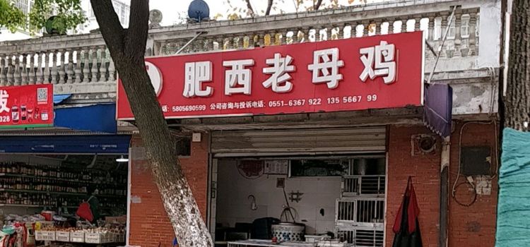 肥西老母鸡