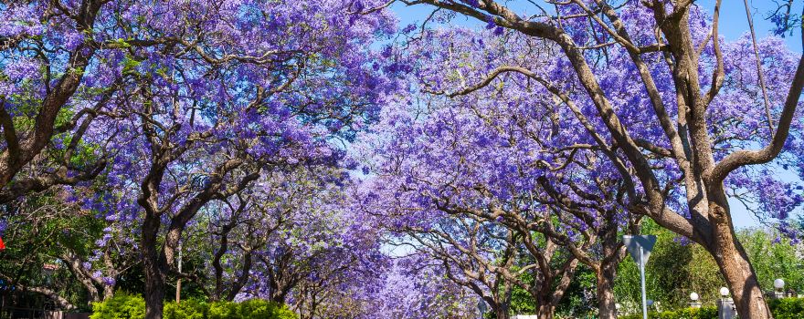 Tshwane