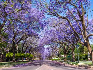 Voli Roma Pretoria diretti