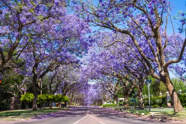 Jacaranda Avenue