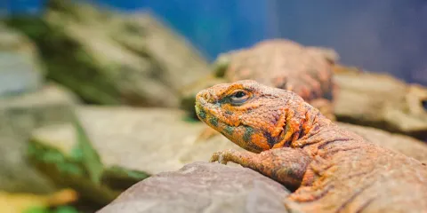 伯恩第斯水族館