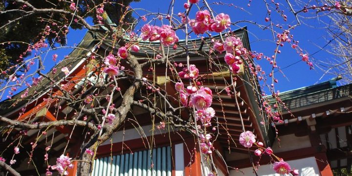 Oagata Shrine Plum Festival | Inuyama