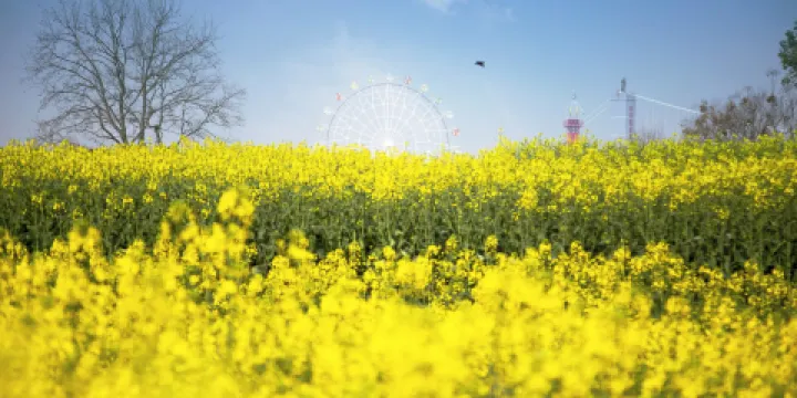 木蘭花鄉景區（木蘭不夜城）