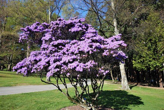 Queenstown Gardens