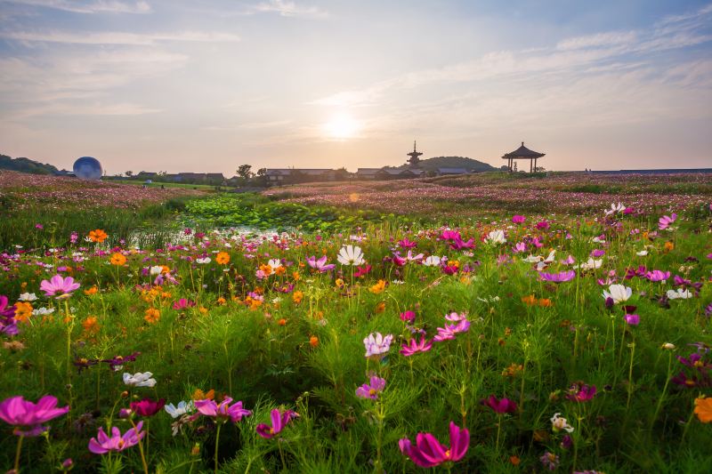 Brahma Flower Sea