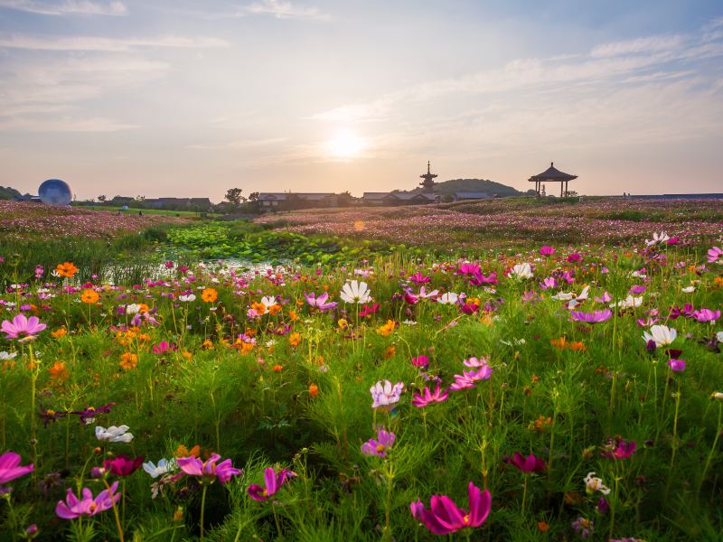 Brahma Flower Sea