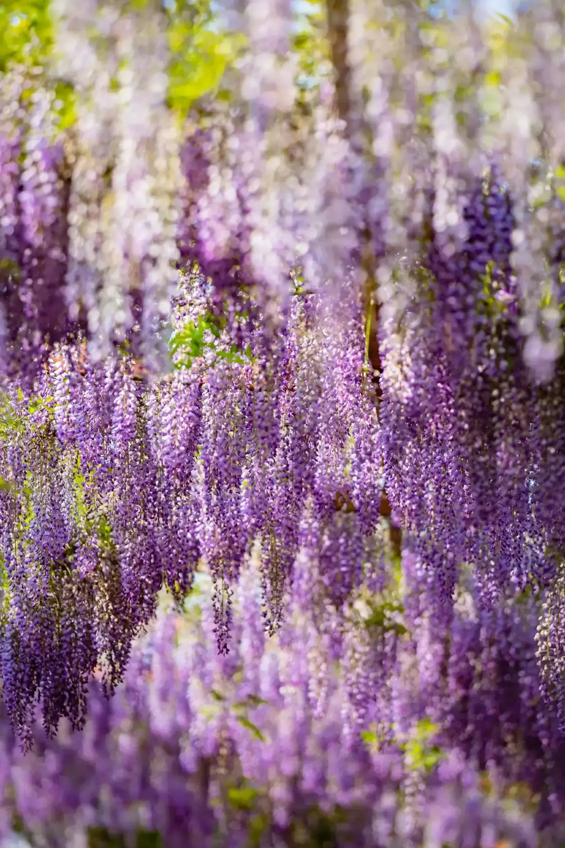 鄰近芳華微馬公園的酒店
