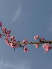 Cherry Blossoms Lane 42 Pingjing Street