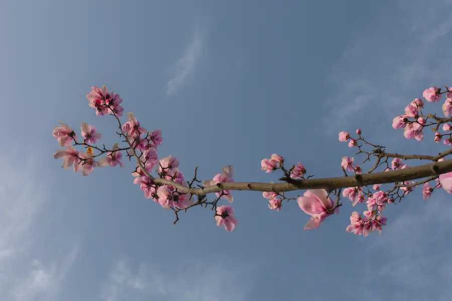 Cherry Blossoms Lane 42 Pingjing Street