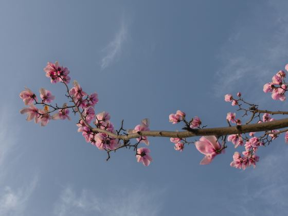 平菁街42巷櫻花