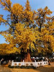 Jiading Millenary Ancient Ginkgo Tree