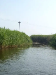 Burning Liao-Soldier Dian (Baiyangdian wetland)