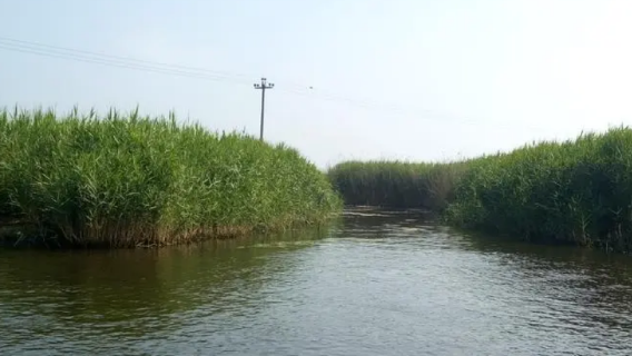 Burning Liao-Soldier Dian (Baiyangdian wetland)