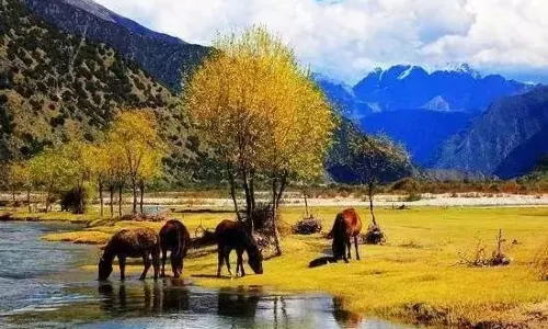 Cuo Mu Ji Ri