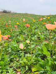 Bashan Flower Sea