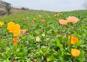 Bashan Flower Sea