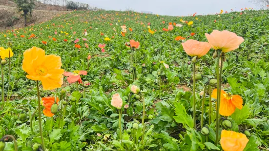 Bashan Flower Sea