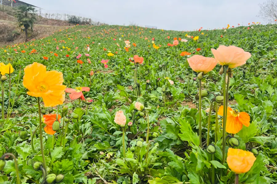 巴山花海