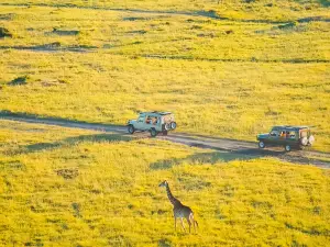 アフリカ・サファリ・セレンジェッティ・イコマ