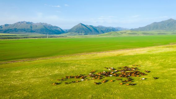 Shandan Military Horse Farm