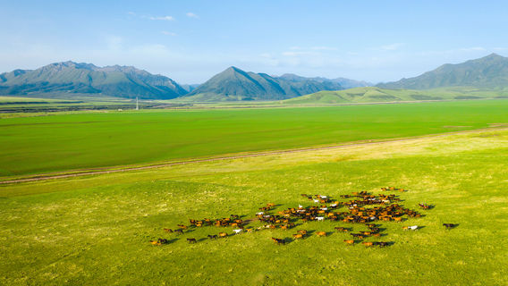 Army Horse Rance of Shandan