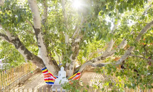 스리 마하 보리수