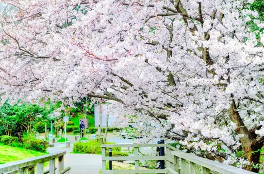 Hotels near Nishi Park