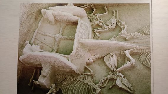 tian zi jia liu yi zhi keng