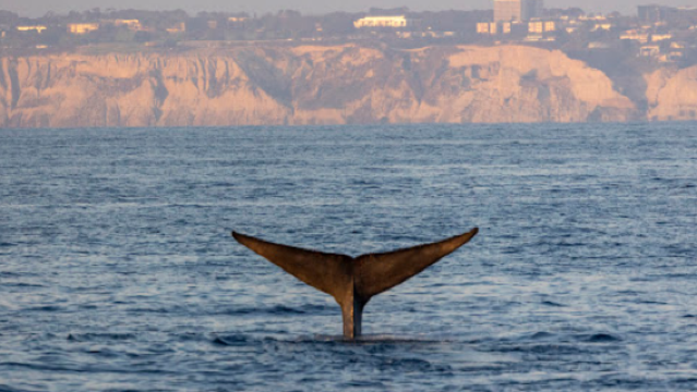 San Diego Whale Watch