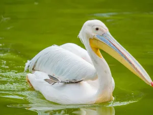 Chengdu Zoo