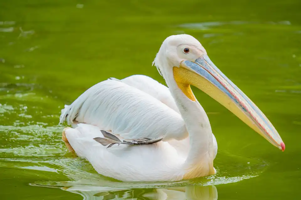 2_Chengdu Zoo