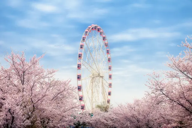 Shanghai Cherry Blossom Appreciation
