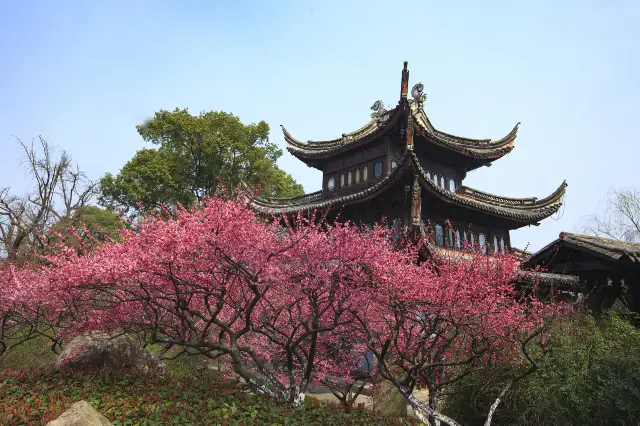 Plum Blossom Viewing in Zhejiang
