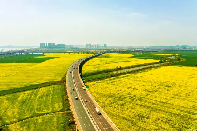 Rapeseed Flowers Viewing in Wuhan