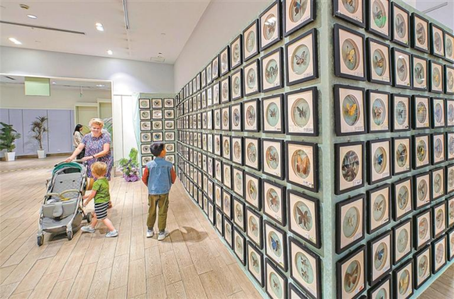 《綠野蝶蹤》蝴蝶展 深圳站 | 星河cocoCity