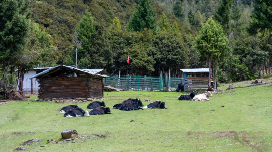 魯朗國際旅遊小鎮狂歡節 | 林芝