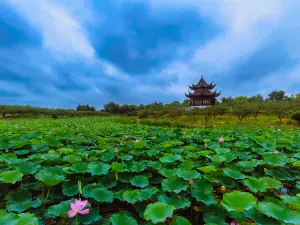 上海海灣國家森林公園