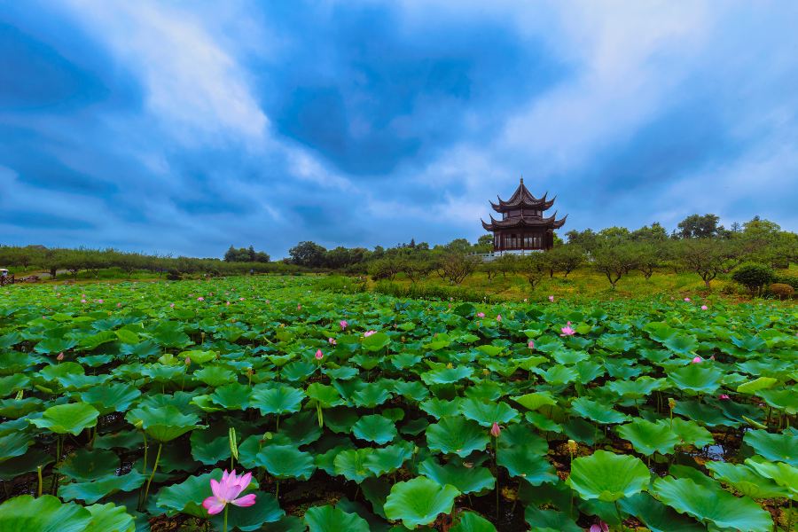 上海海灣國家森林公園