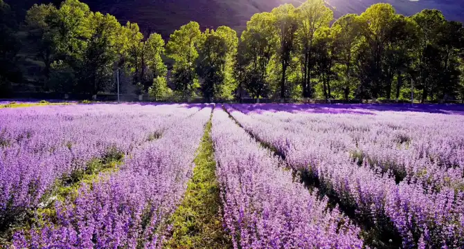 鄰近香薰谷的酒店