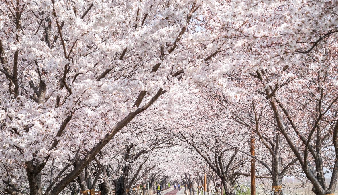 Busan Nakdonggang River Garden Cherry Blossom Festival | Busan