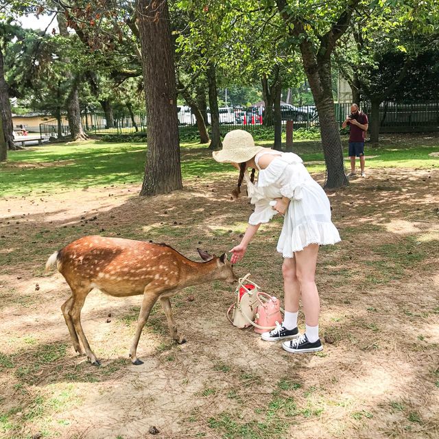 여기저기 귀여운 사슴들이  가득한 곳