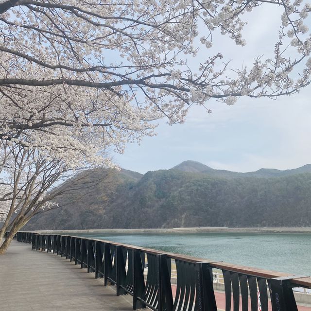 단양으로 떠난 꽃놀이