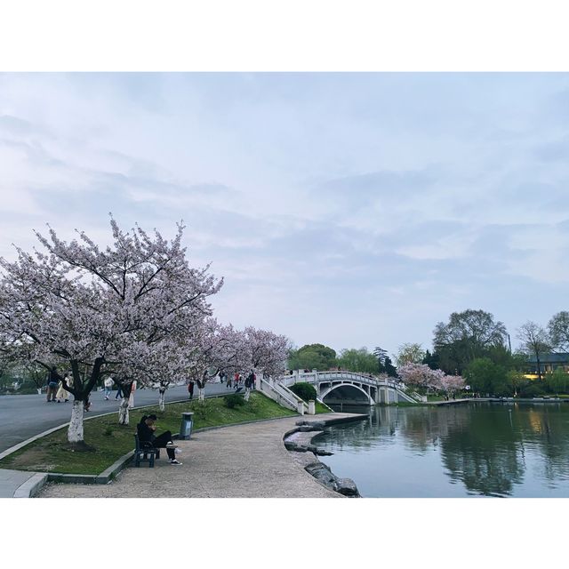 Cherry blossom by Xuanwu Lake