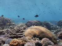 Gamat Bay