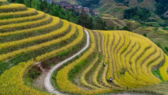 Hiking at Longji Rice Terraces (Day Tour From Guilin)