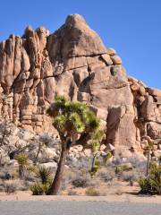 Vườn quốc gia Joshua Tree